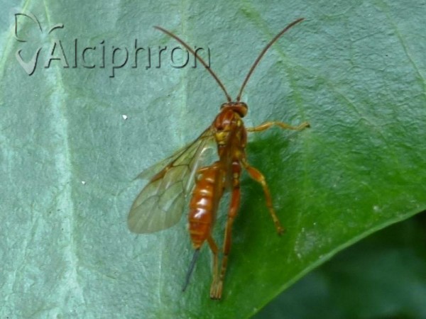 Theronia atalantae