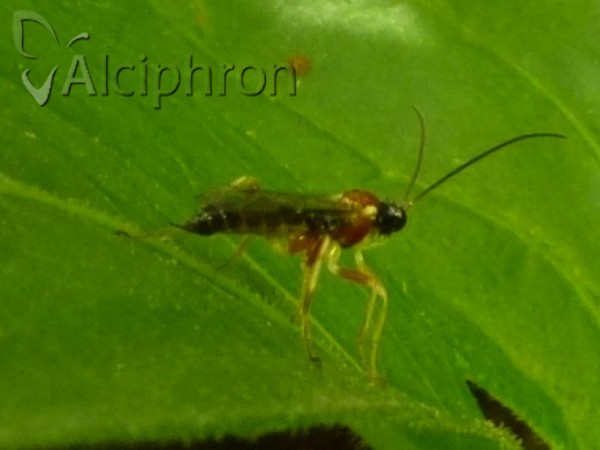 Zatypota percontatoria
