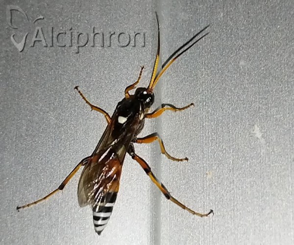Eutanyacra picta