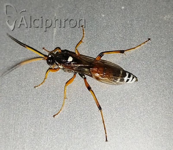 Eutanyacra picta