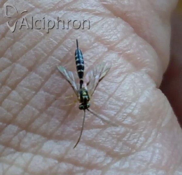 Brachycyrtus ornatus