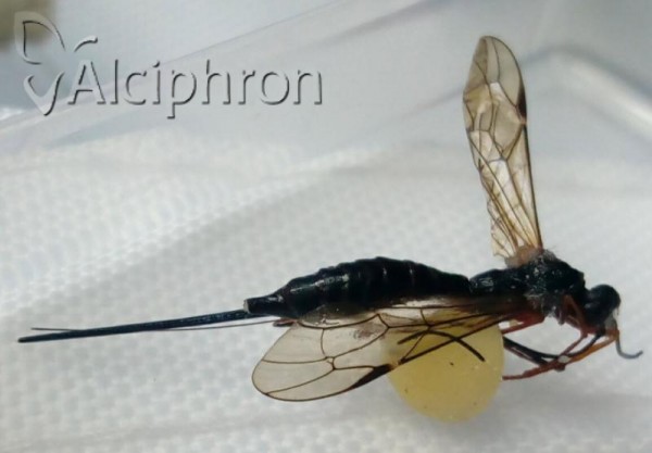 Coleocentrus heteropus