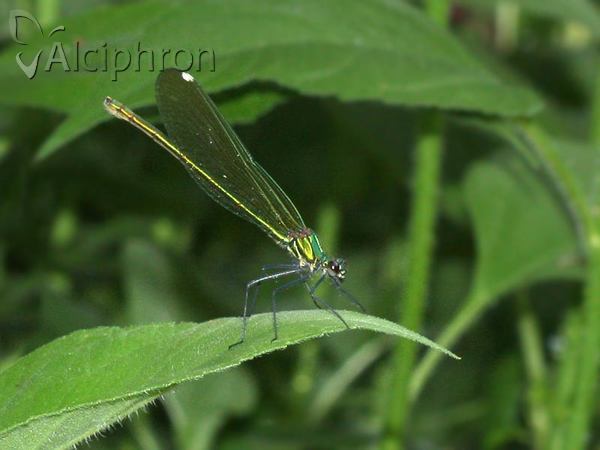Calopteryx splendens