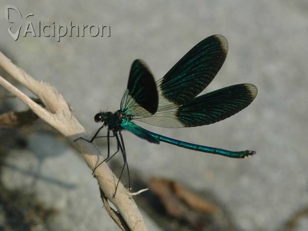 Calopteryx splendens