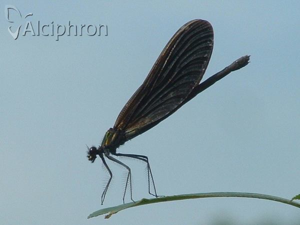 Calopteryx virgo