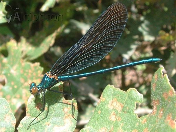 Calopteryx virgo