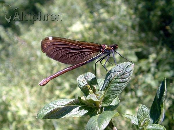 Calopteryx virgo