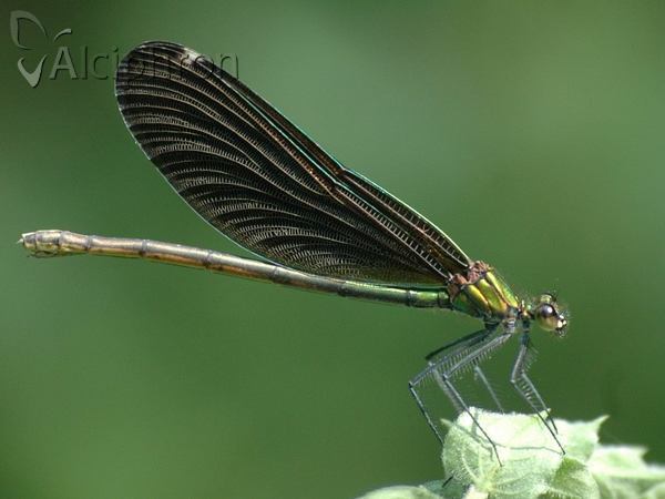 Calopteryx virgo