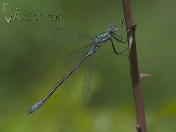 Lestes dryas