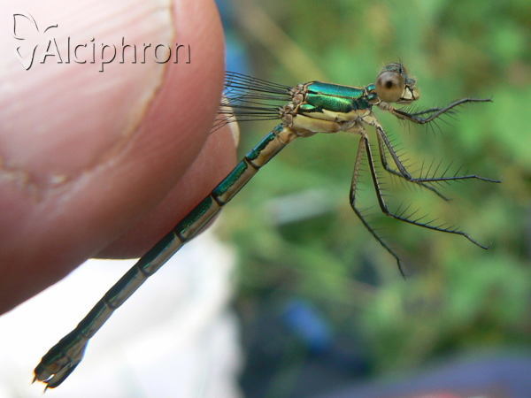 Lestes dryas