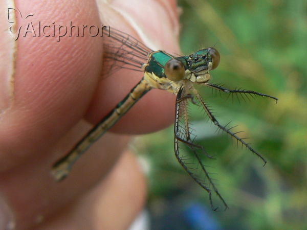 Lestes dryas