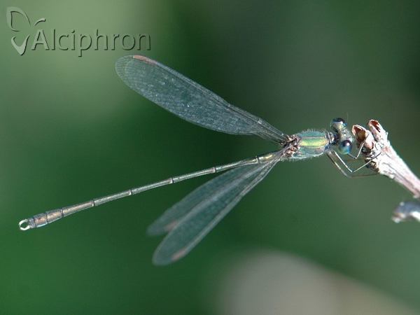 Lestes parvidens