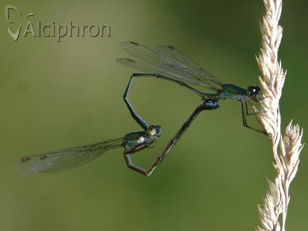 Lestes parvidens