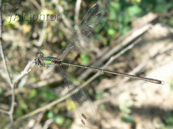 Lestes parvidens
