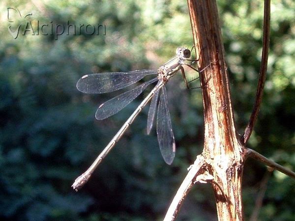 Lestes parvidens
