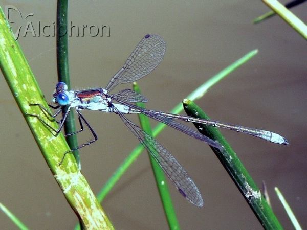Lestes sponsa