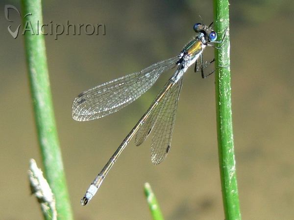 Lestes sponsa