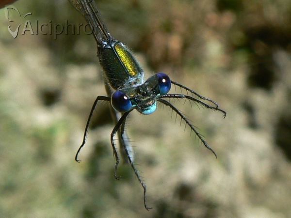 Lestes sponsa