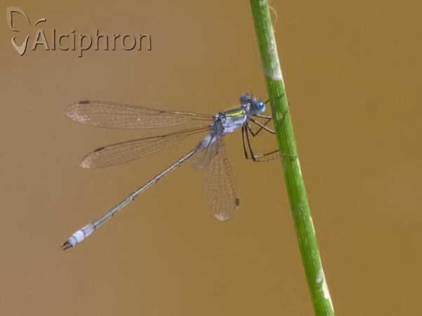 Lestes sponsa