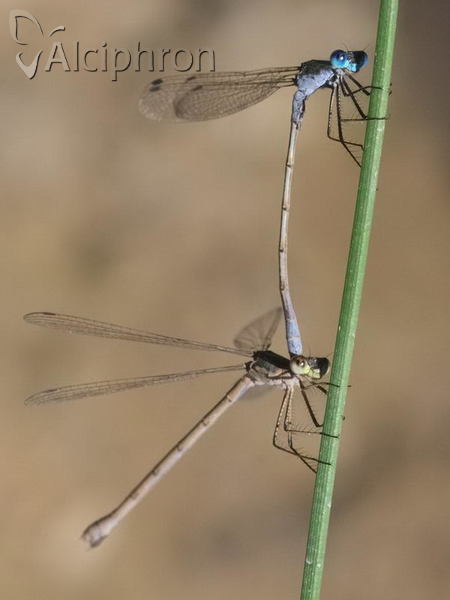 Lestes sponsa