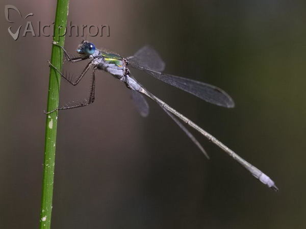 Lestes sponsa