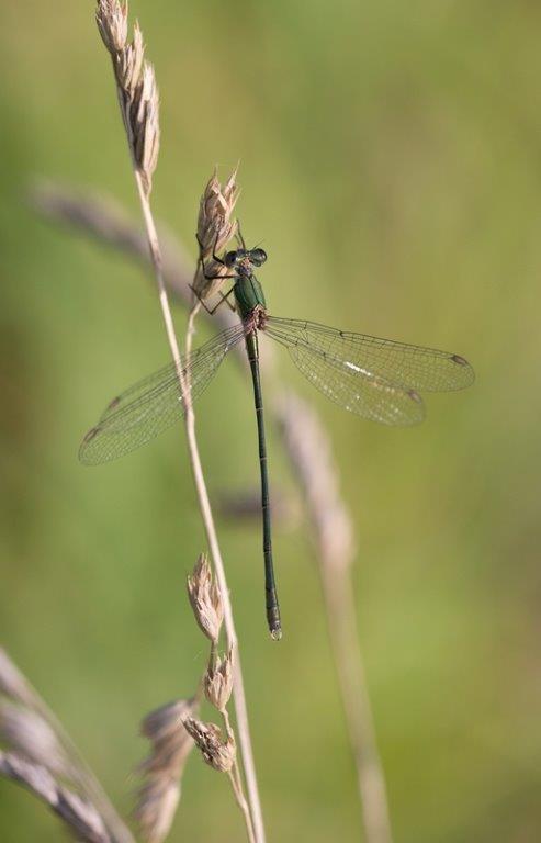 Lestes viridis