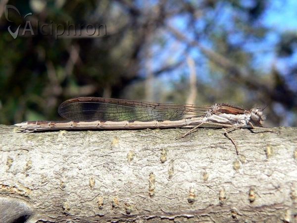 Sympecma fusca