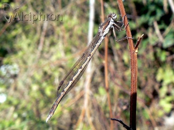 Sympecma fusca