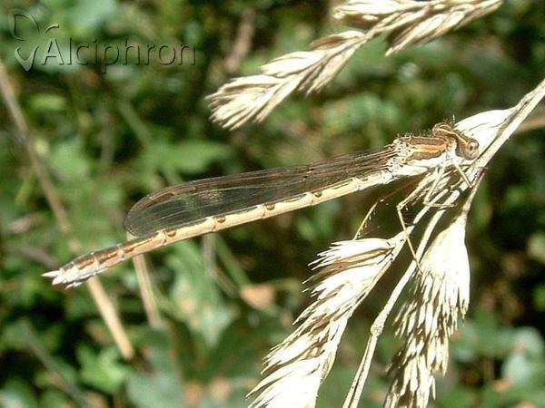 Sympecma fusca