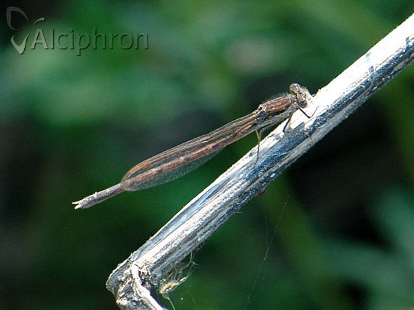 Sympecma fusca