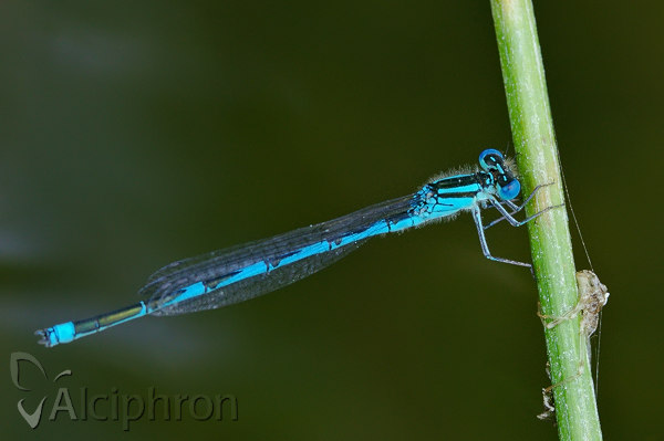 Erythromma lindenii