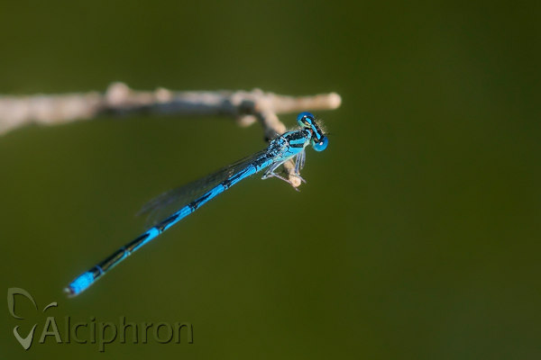 Erythromma lindenii