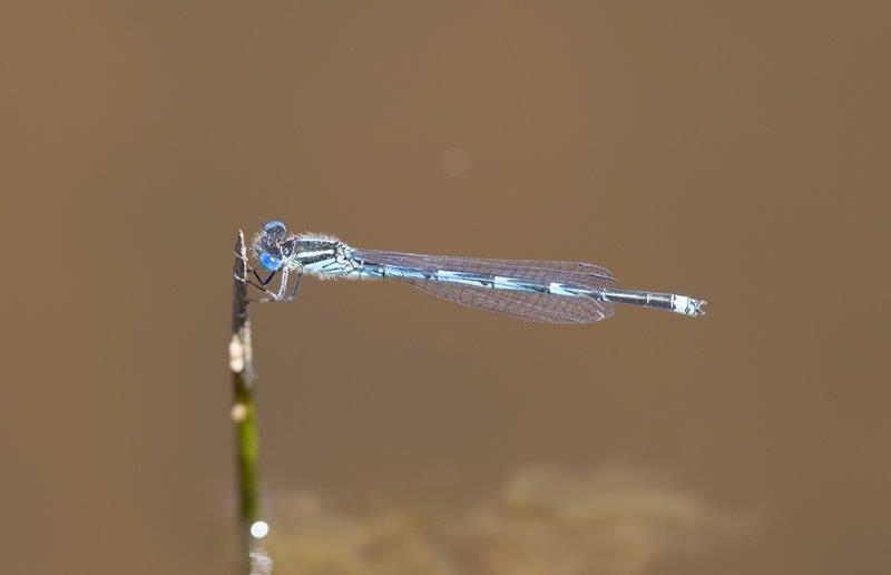 Erythromma lindenii