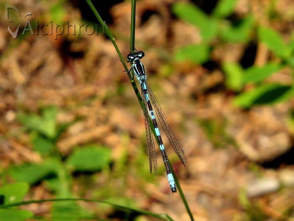 Coenagrion hastulatum