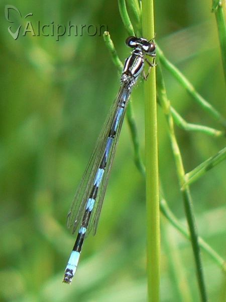 Coenagrion ornatum