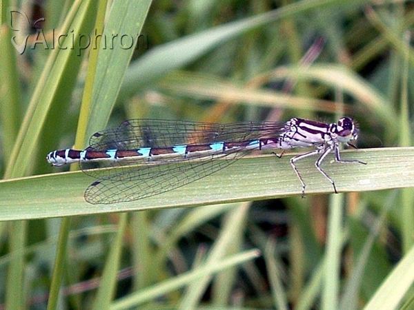 Coenagrion ornatum