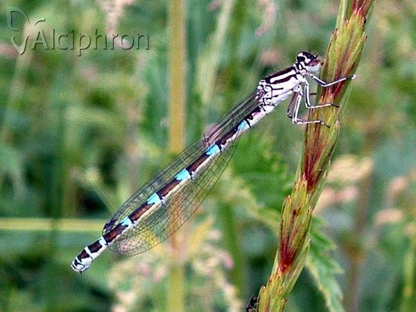 Coenagrion ornatum