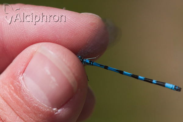 Coenagrion ornatum
