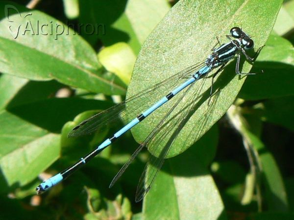 Coenagrion puella