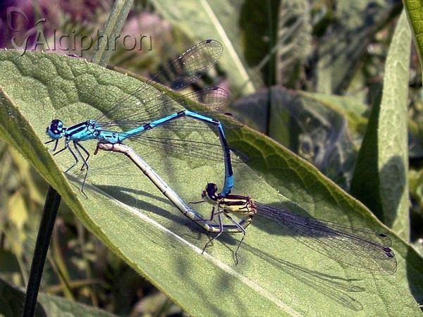 Coenagrion puella