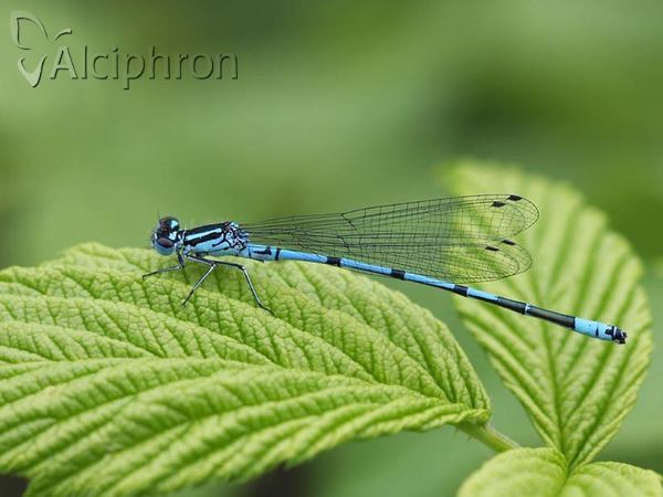 Coenagrion puella
