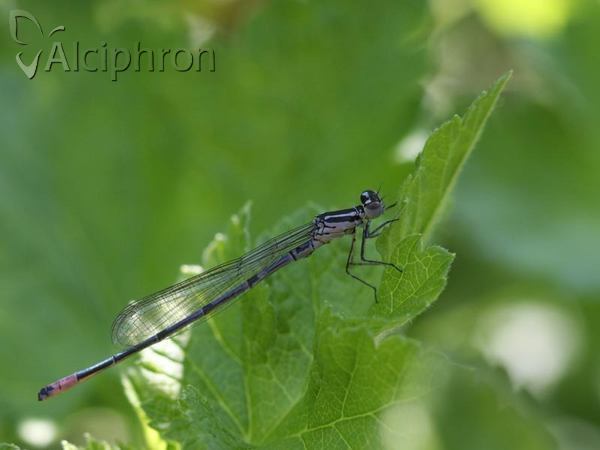Coenagrion puella