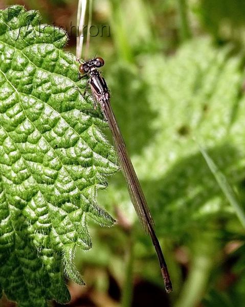 Coenagrion pulchellum