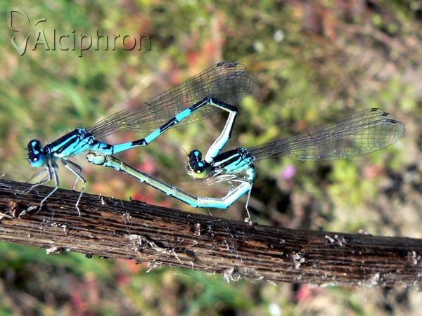 Coenagrion scitulum