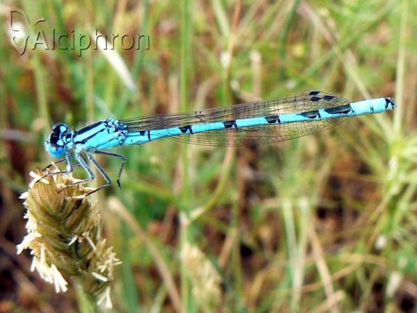 Enallagma cyathigerum