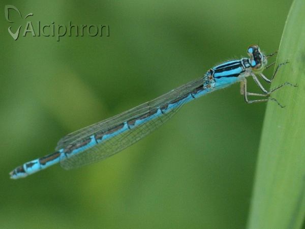 Enallagma cyathigerum