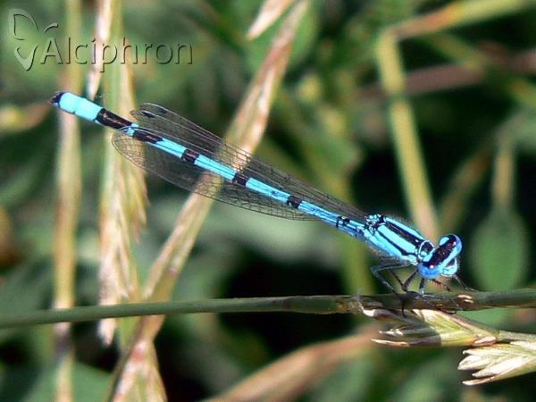 Enallagma cyathigerum