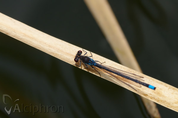Erythromma najas