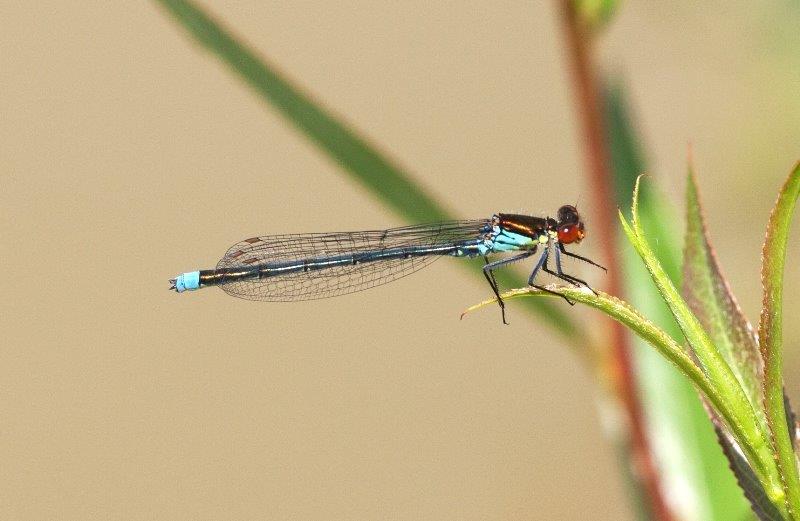 Erythromma najas