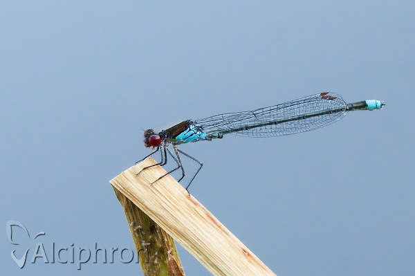 Erythromma najas